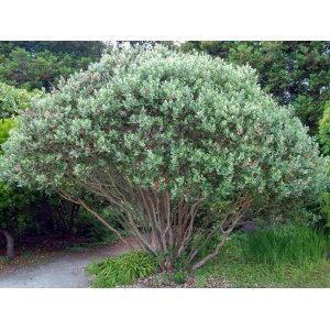 Guava ananásová (Acca Sellowiana Feijoa) - výška 30-50 cm, kont. C5L
